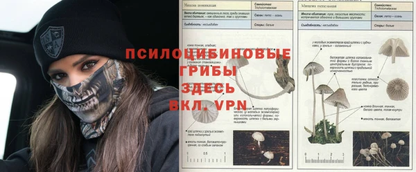 PSILOCYBIN Аркадак