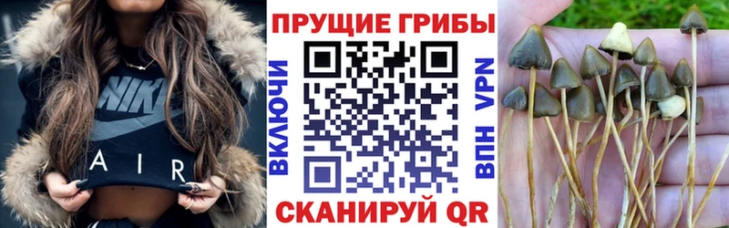 продажа наркотиков  Кириши  блэк спрут как зайти  Псилоцибиновые грибы мицелий 